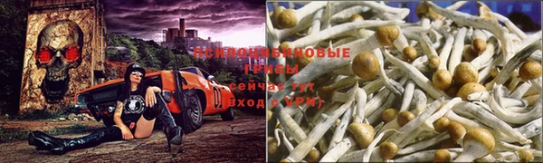 прущие грибы Белокуриха